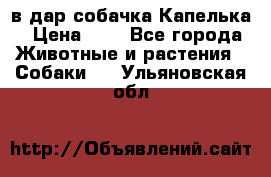 в дар собачка Капелька › Цена ­ 1 - Все города Животные и растения » Собаки   . Ульяновская обл.